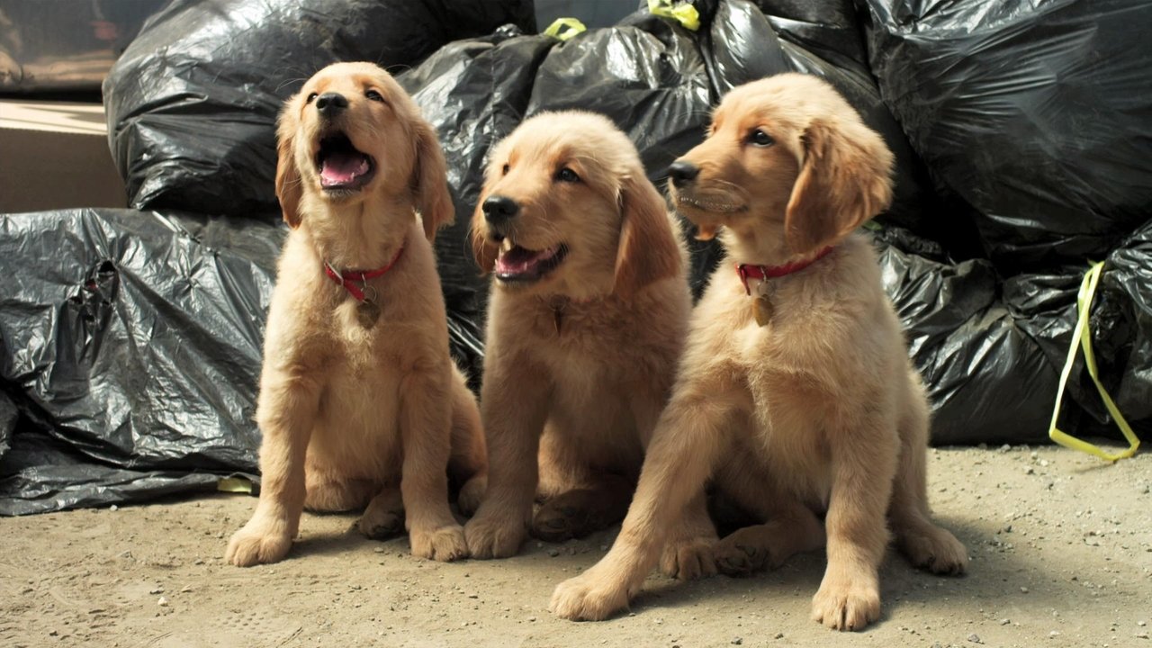 Golden Winter Collection background